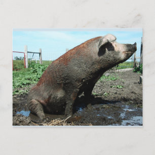 Sheila, mein dicker Schweine Postkarte