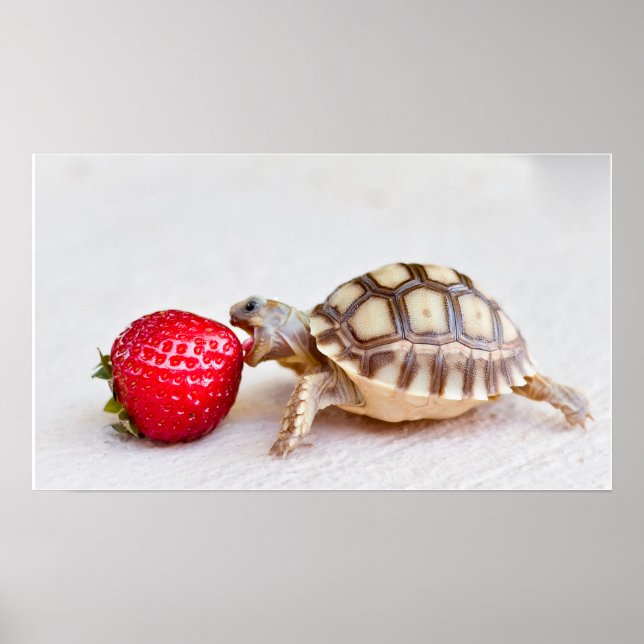 Sheldon und die Erdbeere Poster (Vorne)