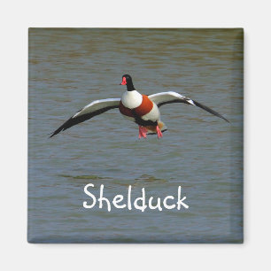 Shelduck Magnet