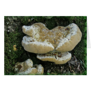 Shelf Fungi auf Stump