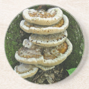 Shelf Fungi auf Stump Getränkeuntersetzer