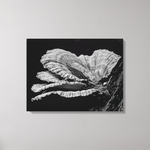 Shelf Fungi in Schwarz und Weiß Leinwanddruck