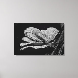 Shelf Fungi in Schwarz und Weiß Leinwanddruck