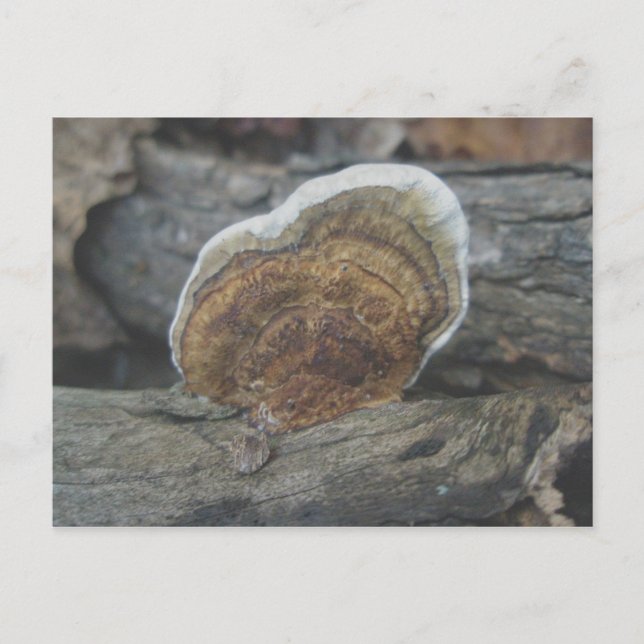 Shelf Fungus #3 Postkarte (Vorderseite)