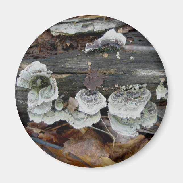 Shelf Fungus im Wald-Magnet Magnet (Vorne)
