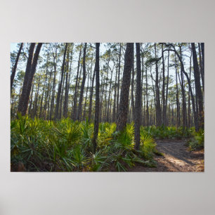Shell Mound Park Trail, Dauphin Island, Al Poster