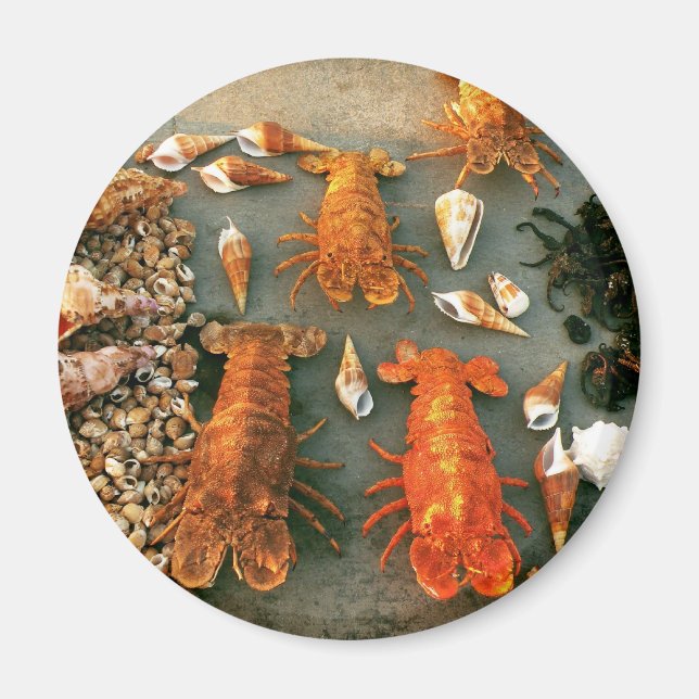 Shells Magnet (Vorne)