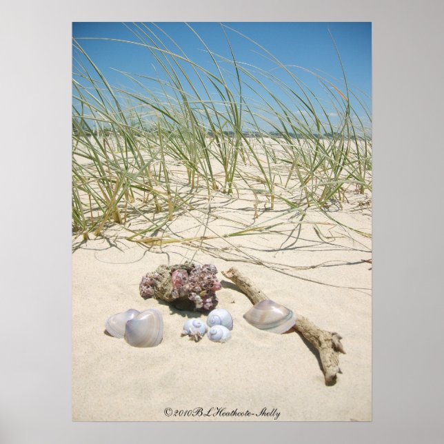 Shells Poster (Vorne)