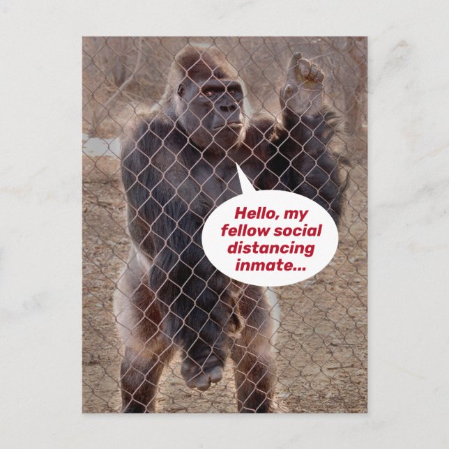 Shelter am Platz Gorilla Gefängnisinsasse Postkarte (Vorderseite)