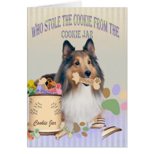 Sheltie a volé le biscuit des cartes de boîte à