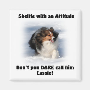 Sheltie-Attitude-Magnet Magnet
