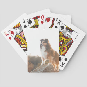 Sheltie auf dem Klippenschützen gehört während des Spielkarten