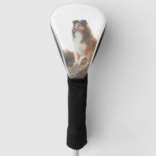 Sheltie auf dem Klippenschützen gehört während Golf Headcover