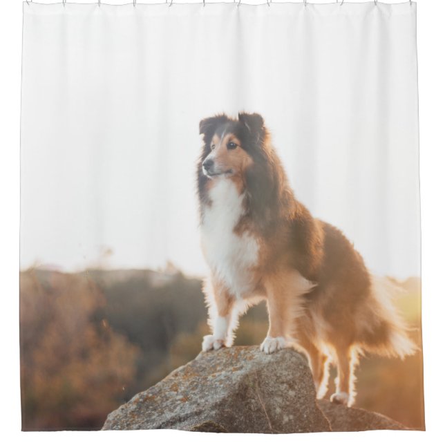 Sheltie auf Klippe protectng gehört während des Duschvorhang (Vorderseite)