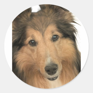 Sheltie-Aufkleber Runder Aufkleber