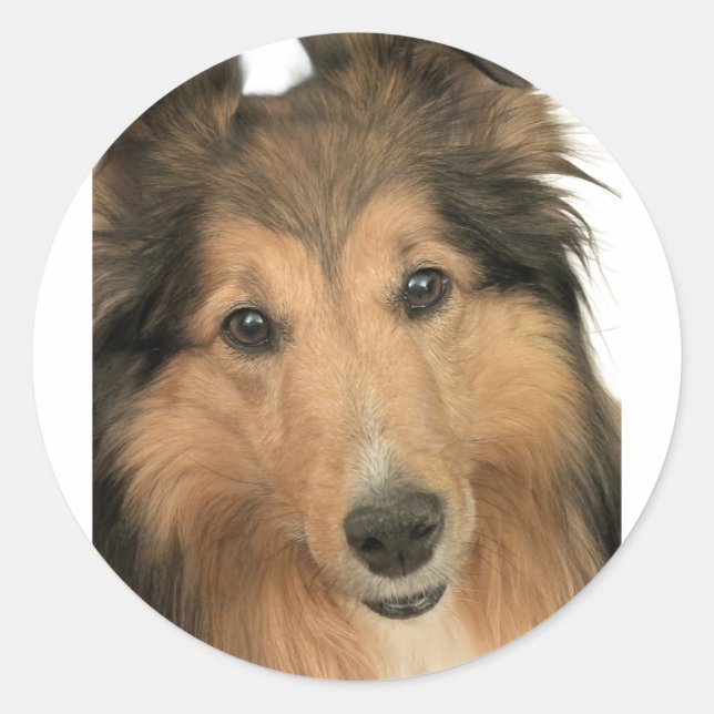 Sheltie-Aufkleber Runder Aufkleber (Vorderseite)