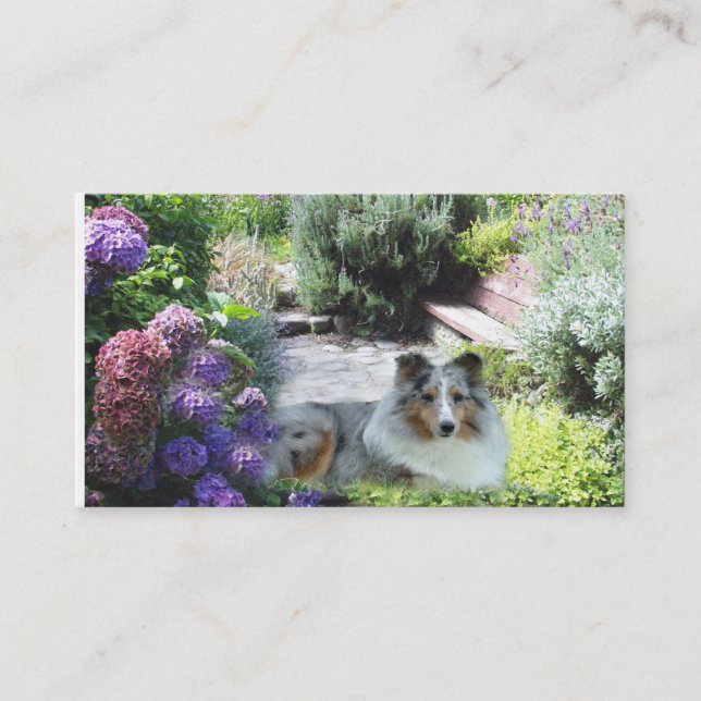 Sheltie Brüter-Visitenkarte Visitenkarte (Vorderseite)