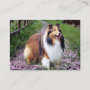 Sheltie Brüter-Visitenkarte Visitenkarte