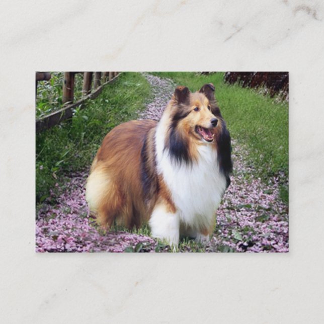Sheltie Brüter-Visitenkarte Visitenkarte (Vorderseite)