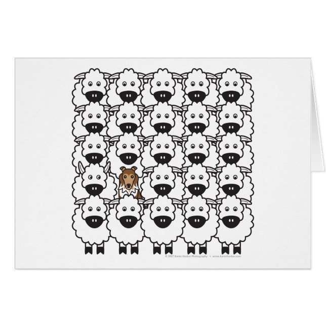 Sheltie chez les moutons (Devant horizontal)