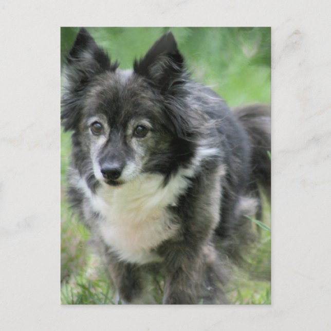 Sheltie Dog Picture Postcard Postkarte (Vorderseite)
