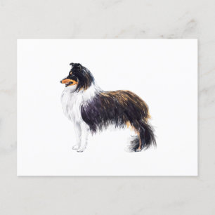 Sheltie Dog Postkarte