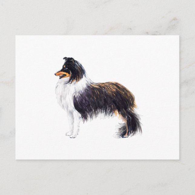 Sheltie Dog Postkarte (Vorderseite)