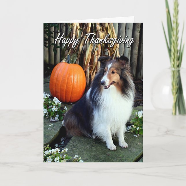 Sheltie Erntedank Card Feiertagskarte (Vorderseite)