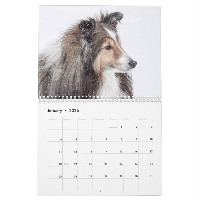 Sheltie Kalender (Jan 2026)