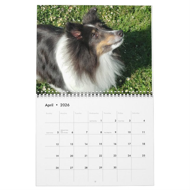 Sheltie-Kalender 2024 Kalender (Apr 2026)