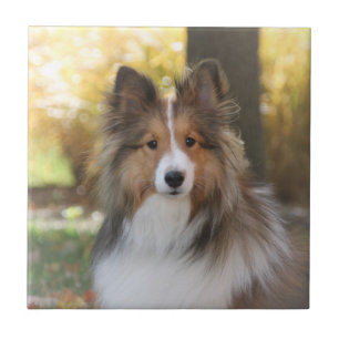 Sheltie Keramik-Fliese Fliese