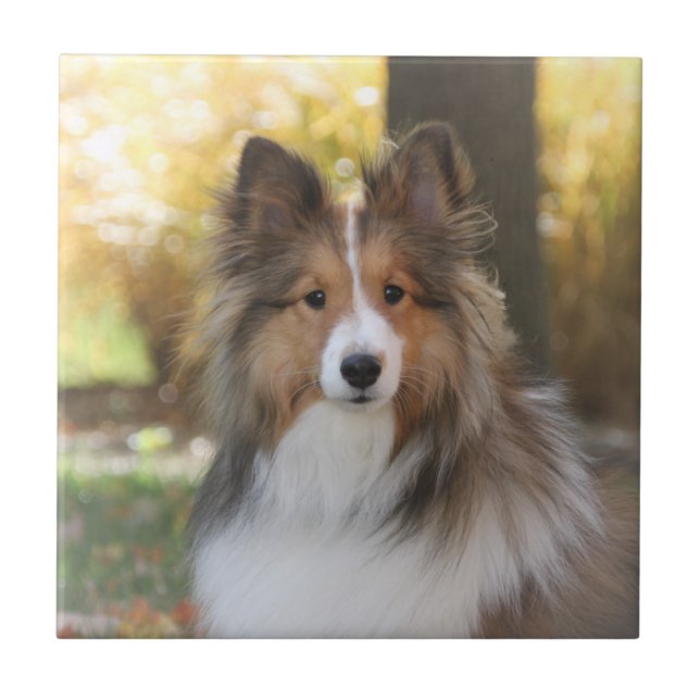 Sheltie Keramik-Fliese Fliese (Vorderseite)