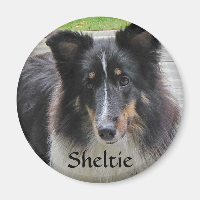Sheltie Magnet (Vorne)