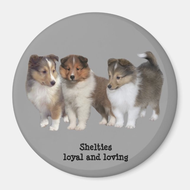 Sheltie Magnet (Vorne)