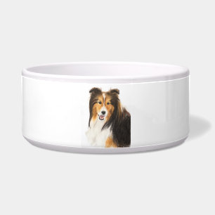 Sheltie oder die napf