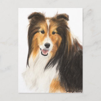Sheltie oder Shetland Sheepdog-Malerei Postkarte
