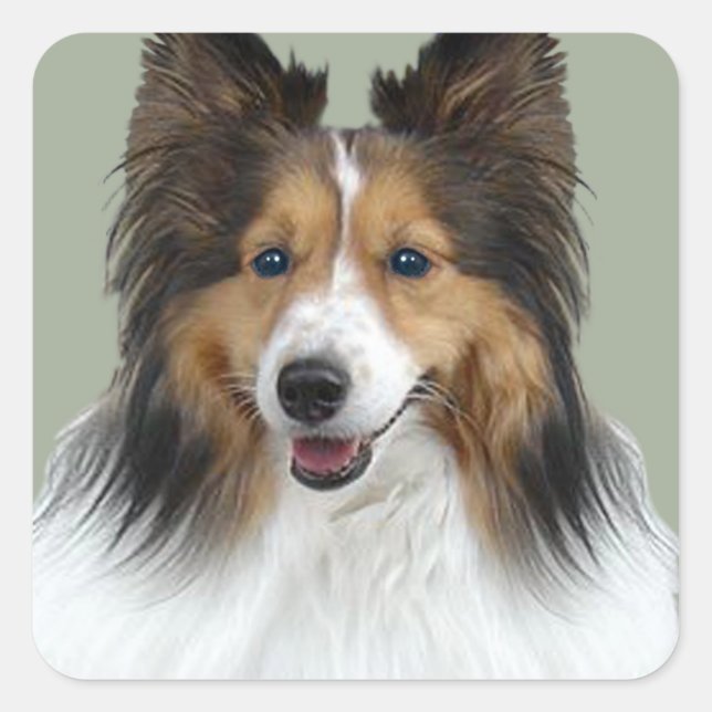 Sheltie Portrait Quadratischer Aufkleber (Vorderseite)