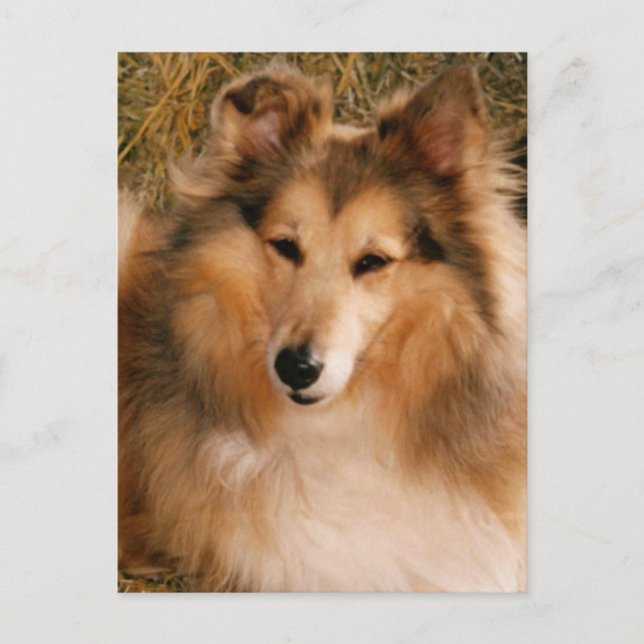 Sheltie Postkarte (Vorderseite)