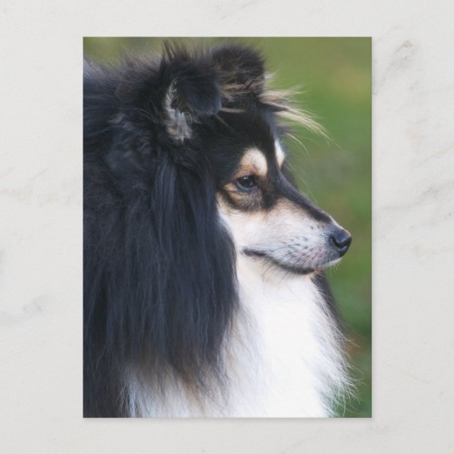 Sheltie Puppy Postkarte (Vorderseite)