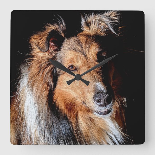 Sheltie Quadratische Wanduhr (Vorderseite)