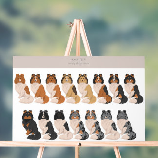 Sheltie, Shetland Sheepdog mix