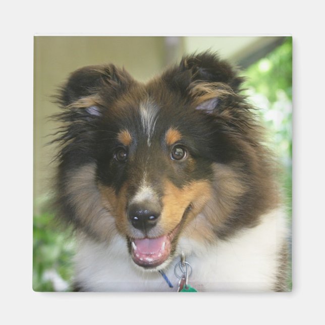 Sheltie Square Magnet (Vorne)