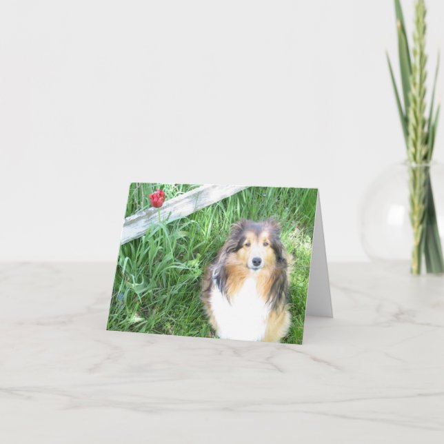 Sheltie und Tulpe-Anmerkungs-Karte Karte (Vorderseite)
