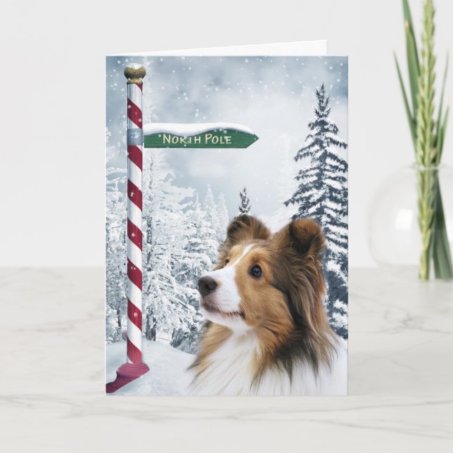 Sheltie Weihnachten (Vorderseite)