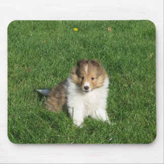Sheltie Welpe in Gras mousepad
