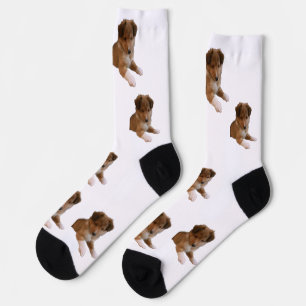 Sheltie-Welpe Socken
