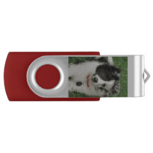 Sheltie Welpen