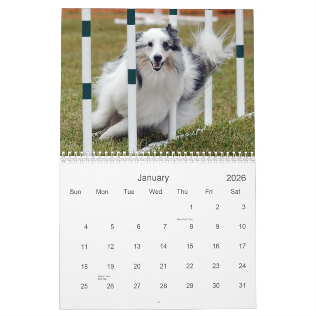 Shelties u. spinnt Agility-Kalender Kalender (Jan 2026)