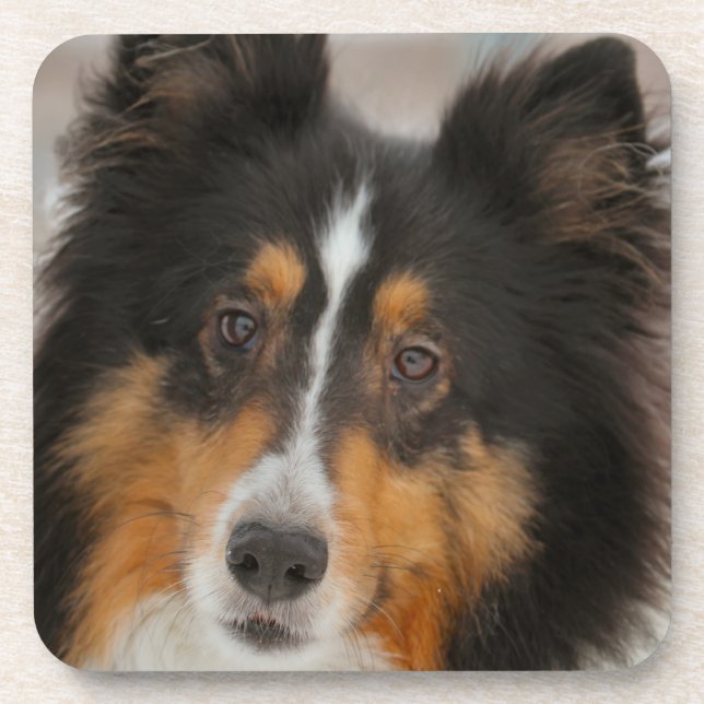 Shelty Getränkeuntersetzer (Vorderseite)