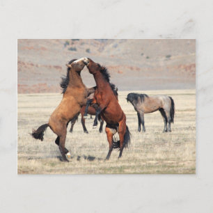 Shenanigans Postkarte